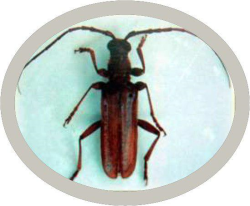 ECONEX PSEUDOPHILUS TESTACEUS 60 days